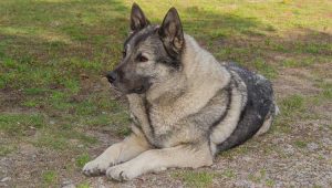 Thora, a Norwegian Elkhound