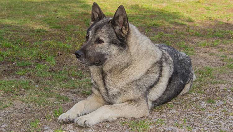 Thora, a Norwegian Elkhound