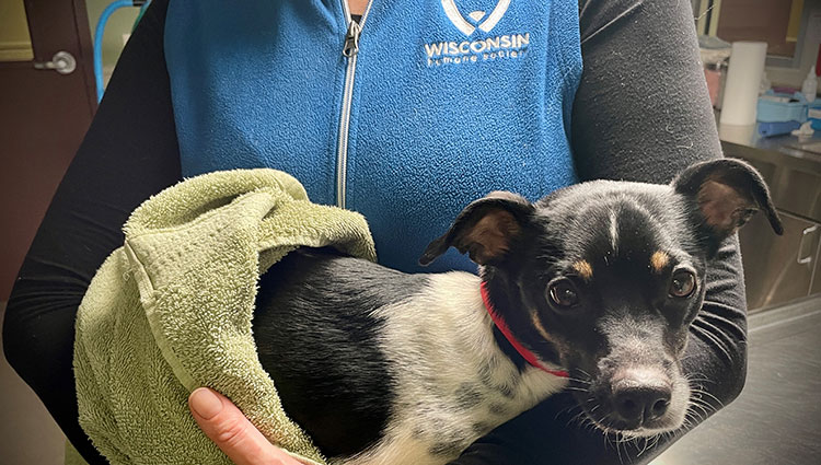 Wisconsin Humane Society staff member holding a small black-and-white rescue dog wrapped in a towel
